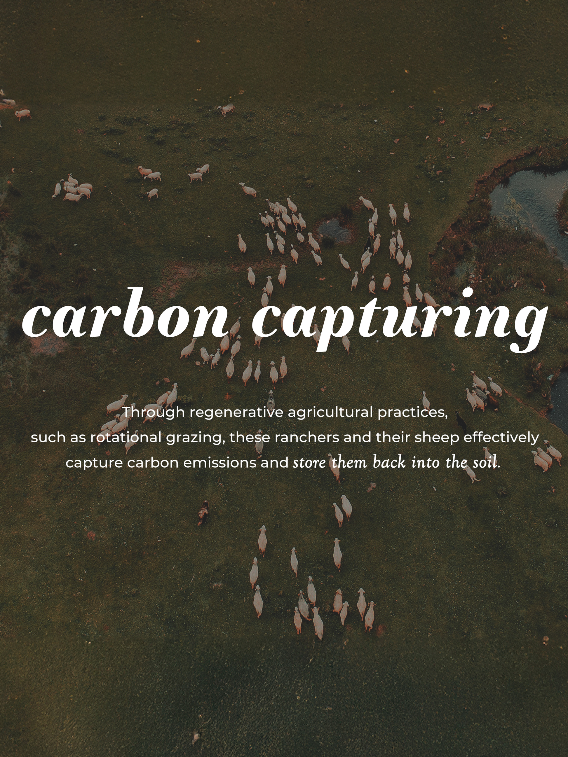 Sheep grazing on a green field with text about carbon capturing and regenerative agriculture.