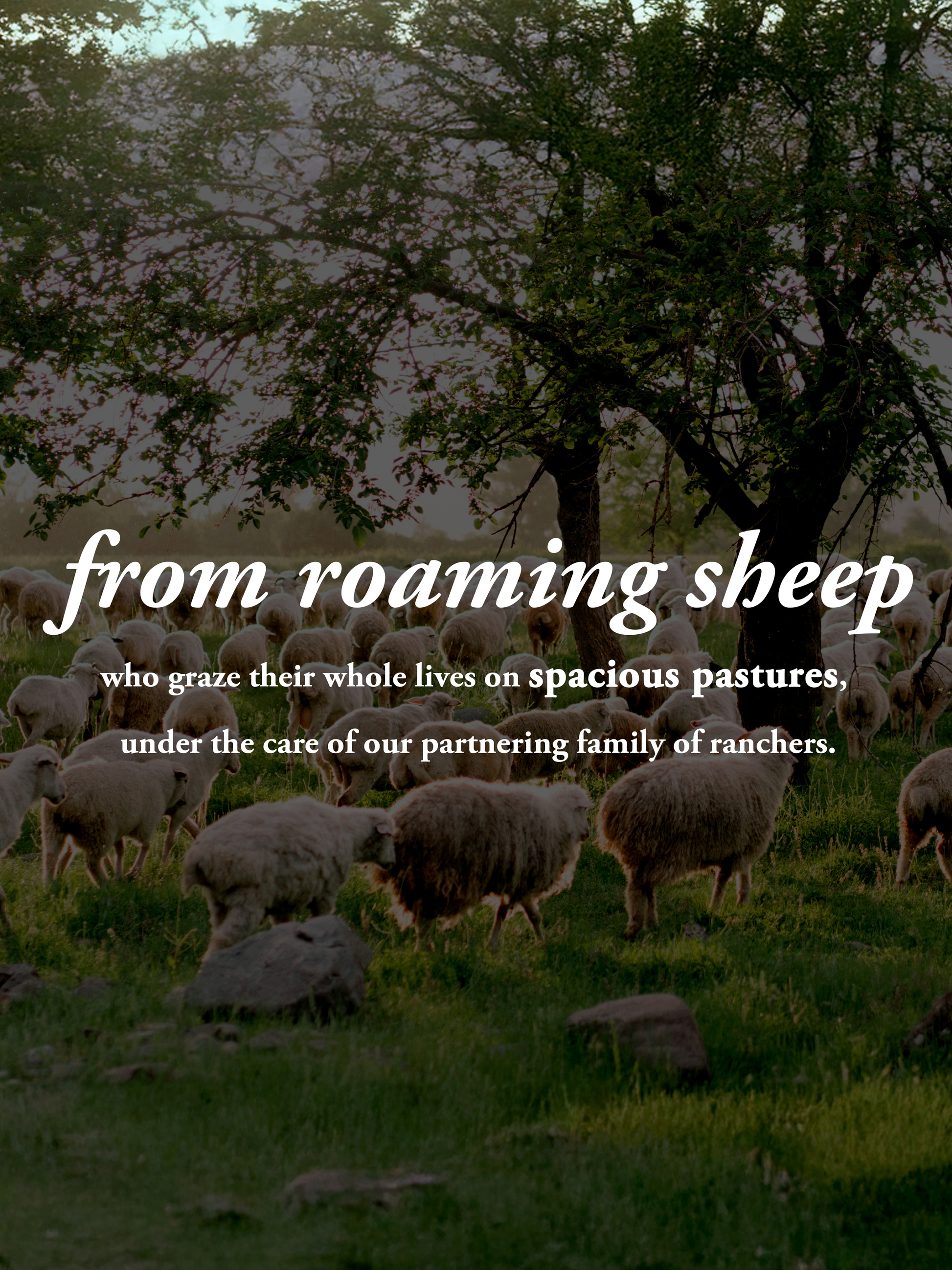 Sheep grazing in a field with a tree in the background, text overlay about roaming sheep and ranchers.